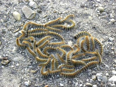 Processionnaire du Pin (La) Thaumetopoea pityocampa (Denis & Schiffermüller, 1775)