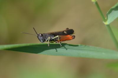 Criquet noir-ébène Omocestus rufipes (Zetterstedt, 1821)
