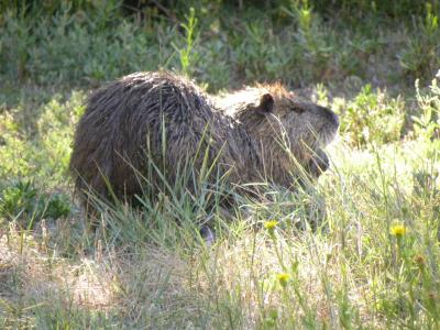 Ragondin Myocastor coypus (Molina, 1782)