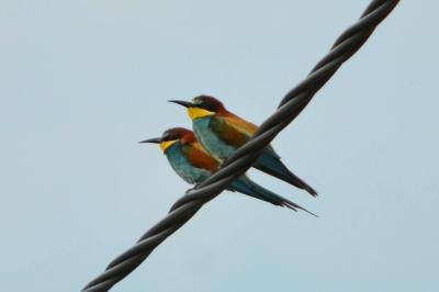 Guêpier d'Europe Merops apiaster Linnaeus, 1758