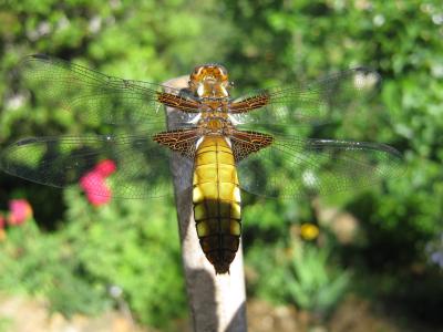 Libellule déprimée (La) Libellula depressa Linnaeus, 1758