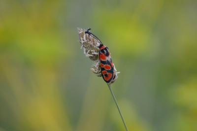 Zygène de la Petite coronille (La) Zygaena fausta (Linnaeus, 1767)