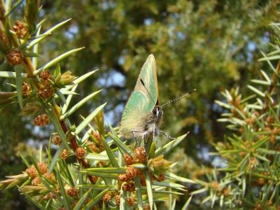 Thécla de la Ronce (La), Argus vert (L') Callophrys rubi (Linnaeus, 1758)