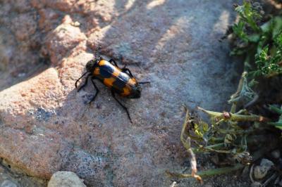 Mylabre variable Mylabris variabilis (Pallas, 1781)
