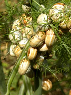 Caragouille rosée Theba pisana (O.F. Müller, 1774)