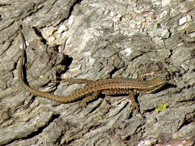 Lézard des murailles Podarcis muralis (Laurenti, 1768)