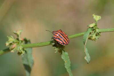 Punaise arlequin Graphosoma italicum (O.F. Müller, 1766)