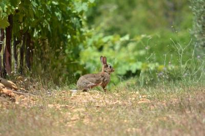 Lapin de garenne Oryctolagus cuniculus (Linnaeus, 1758)
