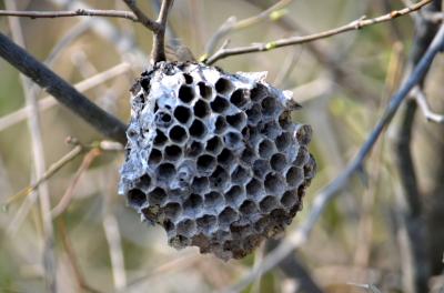 Guêpe poliste Polistes dominula (Christ, 1791)