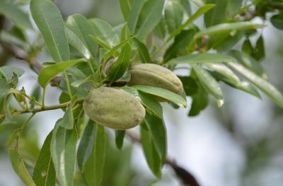 Amandier amer Prunus dulcis (Mill.) D.A.Webb, 1967