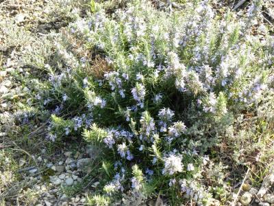 Romarin, Romarin officinal Rosmarinus officinalis L., 1753