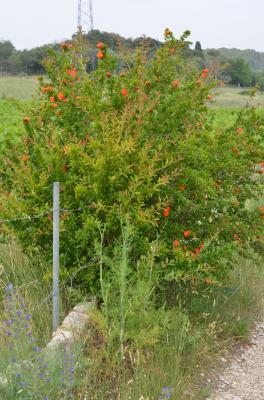Grenadier, Grenadier commun Punica granatum L., 1753