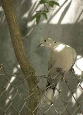 Tourterelle turque Streptopelia decaocto (Frivaldszky, 1838)