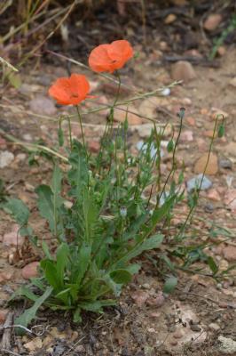 Coquelicot Papaver rhoeas L., 1753
