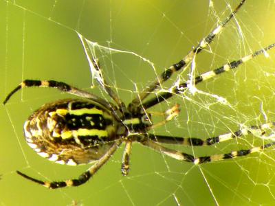 Épeire frelon Argiope bruennichi (Scopoli, 1772)