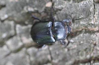  Pentodon bidens punctatum (Villers, 1789)
