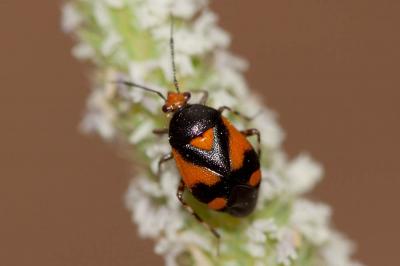  Deraeocoris schach (Fabricius, 1781)