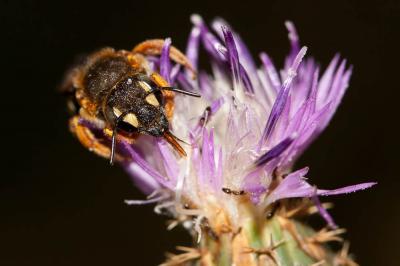  Rhodanthidium septemdentatum (Latreille, 1809)