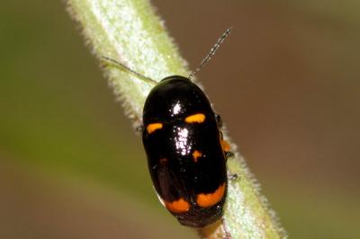  Cryptocephalus sexpustulatus (Villers, 1789)