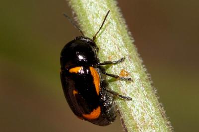  Cryptocephalus sexpustulatus (Villers, 1789)