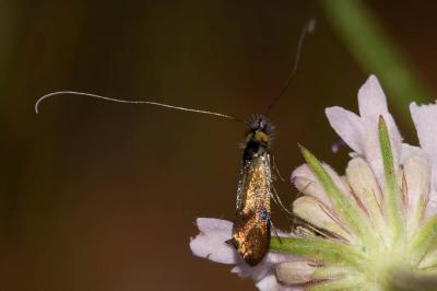  Nemophora fasciella (Fabricius, 1775)