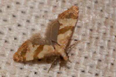  Phalonidia contractana (Zeller, 1847)