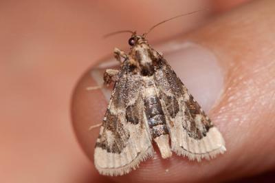  Loryma egregialis (Herrich-Schäffer, 1838)