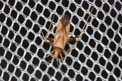  Phytocoris varipes Boheman, 1852