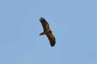 Vautour percnoptère Neophron percnopterus (Linnaeus, 1758)