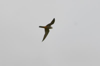Faucon hobereau Falco subbuteo Linnaeus, 1758