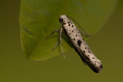  Yponomeuta plumbella (Denis & Schiffermüller, 1775)