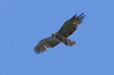 Circaète Jean-le-Blanc Circaetus gallicus (Gmelin, 1788)