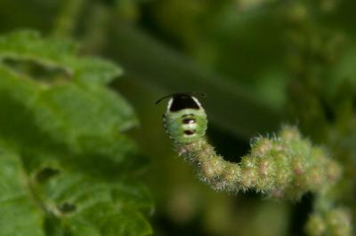 Punaise verte Palomena prasina (Linnaeus, 1760)
