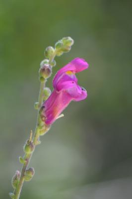 Muflier à grandes fleurs, Gueule-de-lion Antirrhinum majus L., 1753