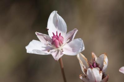 Butome en ombelle, Jonc fleuri, Carélé Butomus umbellatus L., 1753