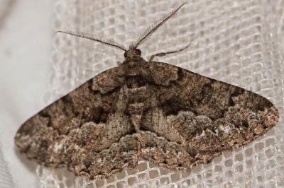 Boarmie de l'Yeuse (La) Peribatodes ilicaria (Geyer, 1833)