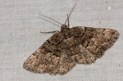 Boarmie de l'Yeuse (La) Peribatodes ilicaria (Geyer, 1833)