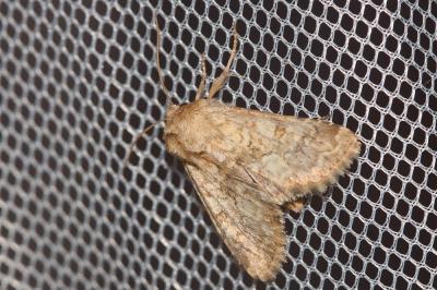 Noctuelle limoneuse (La), Noctuelle des Silènes (L Conisania luteago (Denis & Schiffermüller, 1775)