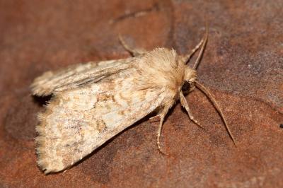 Noctuelle limoneuse (La), Noctuelle des Silènes (L Conisania luteago (Denis & Schiffermüller, 1775)