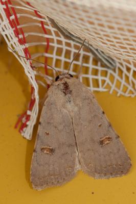 Caradrine maculée (La) Caradrina proxima Rambur, 1837