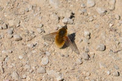 Grand bombyle Bombylius major Linnaeus, 1758