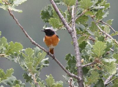 Rougequeue à front blanc Phoenicurus phoenicurus (Linnaeus, 1758)