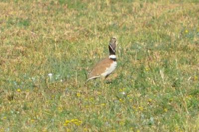 Outarde canepetière Tetrax tetrax (Linnaeus, 1758)