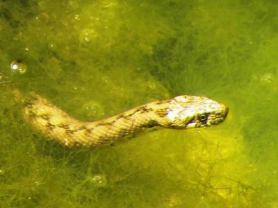 Couleuvre vipérine Natrix maura (Linnaeus, 1758)