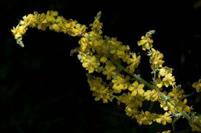 Molène pulvérulente Verbascum pulverulentum Vill., 1779
