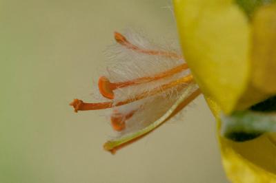 Molène pulvérulente Verbascum pulverulentum Vill., 1779