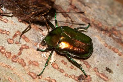 Cétoine verte Eupotosia affinis (Andersch, 1797)