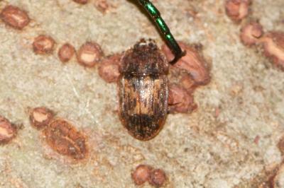  Soronia Erichson, 1843