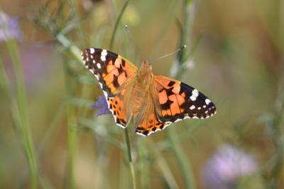 Vanesse des Chardons (La), Belle-Dame (La), Vaness Vanessa cardui (Linnaeus, 1758)