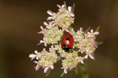  Coccinella quinquepunctata Linnaeus, 1758